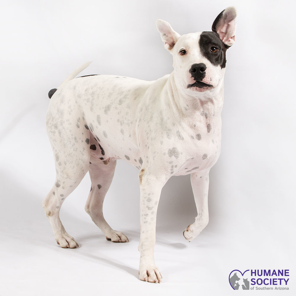 Adopt a friend: Niko